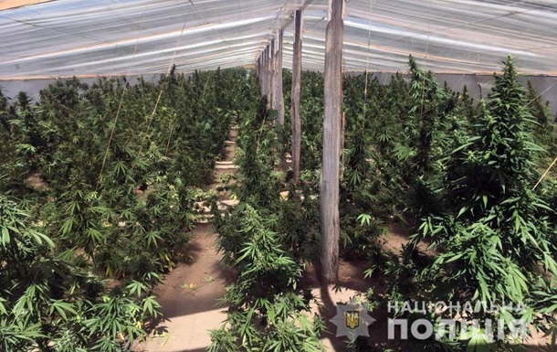 плантация марихуаны на украине