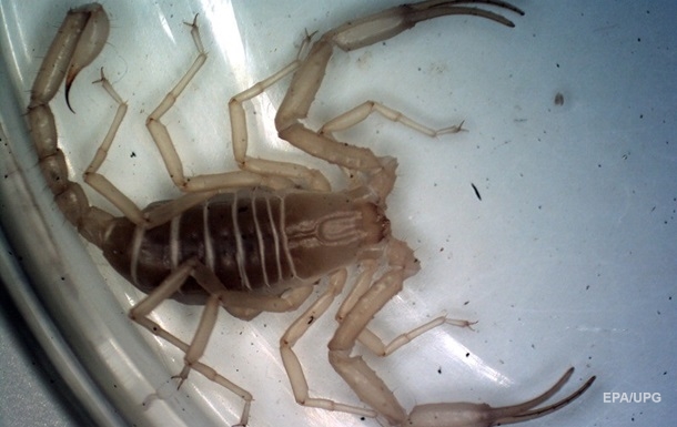 Жительницу Татарстана укусил скорпион из магазинного винограда