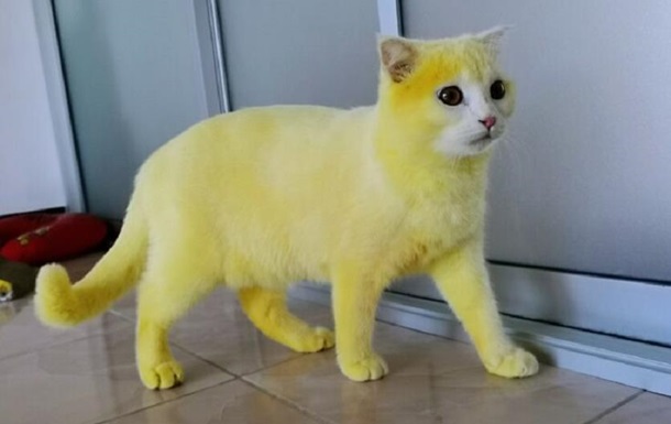 Жительница Таиланда лечила кошку и случайно окрасила ее в желтый цвет: фото