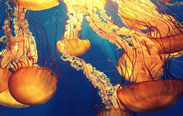 Ірландки зняли найбільшу в світі медузу