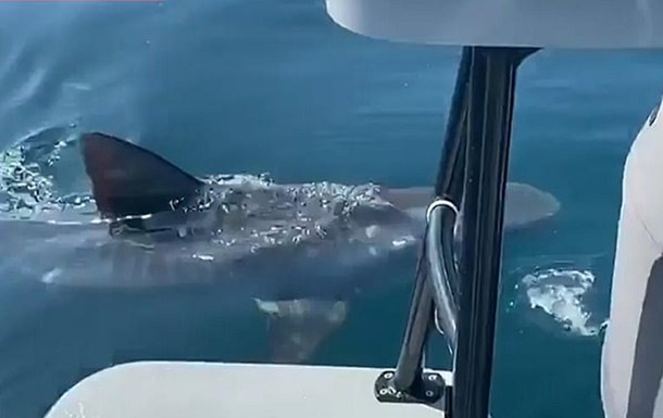 Акула-людожер вчепилася у човен і потрапила на відео