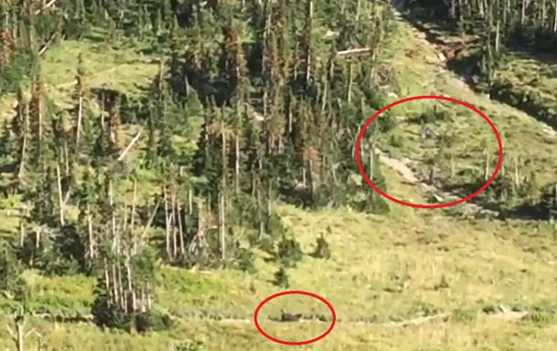 У США втеча туристів від ведмедя потрапила на відео