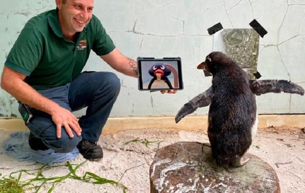 Самотнього пінгвіна в зоопарку розважають мультфільмами
