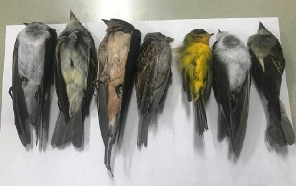 У США та Мексиці виявили мертвими сотні тисяч птахів