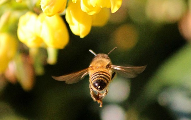 На Волині п яні бджоли знищують чужі вулики