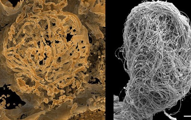 Знайдена сперма віком понад 100 млн років