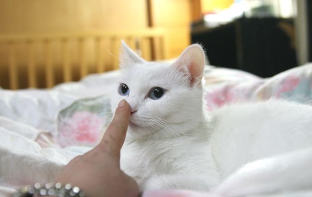 В Японии умер знаменитый кот-мем: фото