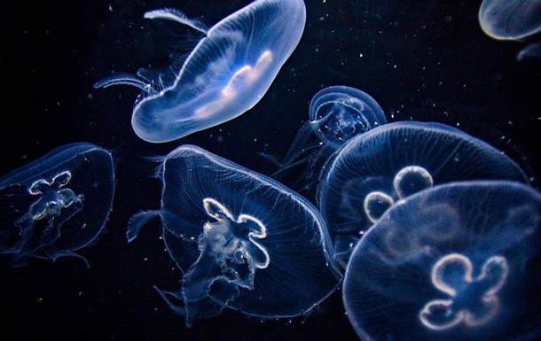 Вчені пропонують замінити рибу медузами