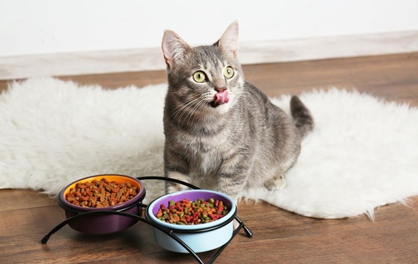 Ученые рассказали, как правильно кормить кошек