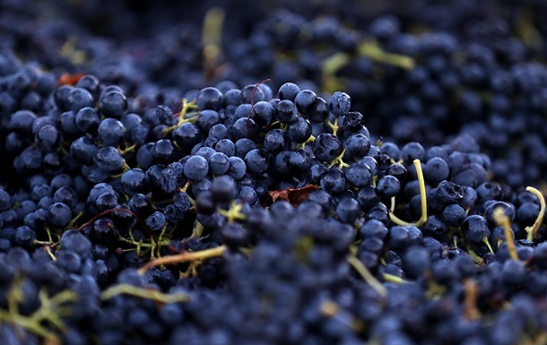 В Україні з явилося свято в честь виноградарів і виноробів