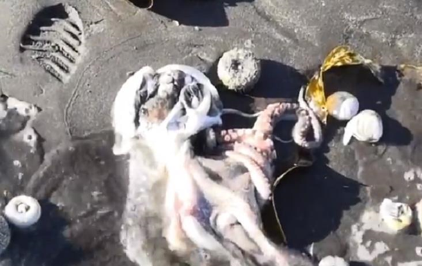 На Камчатке из-за разлива нефти погибли животные