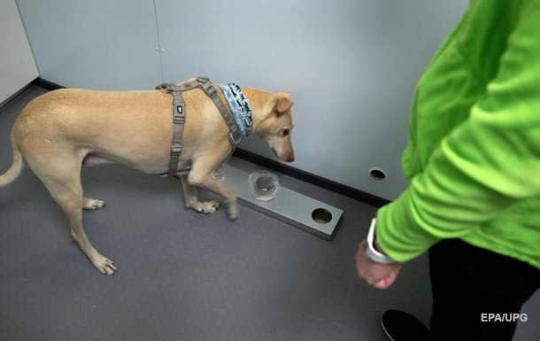 В Україні можуть залучити собак для виявлення хворих на COVID-19