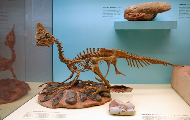 Палеонтологи обнаружили останки нового вида динозавров