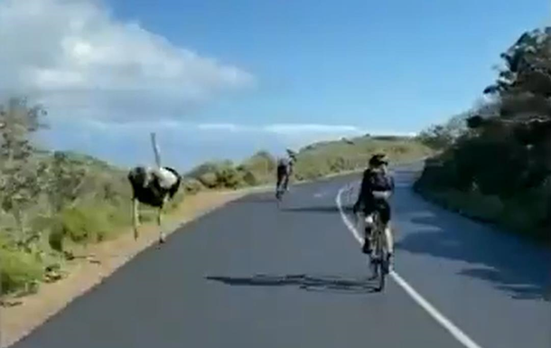У ПАР страус змагався з велогонщиками