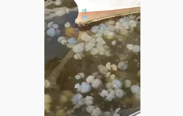 В Одесі масове нашестя медуз