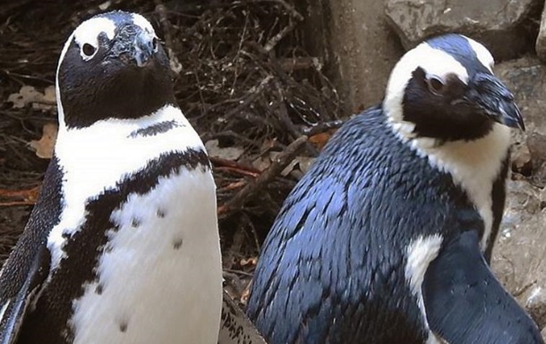 У Нідерландах пінгвіни-геї викрали яйце у ​​пінгвінів-лесбійок