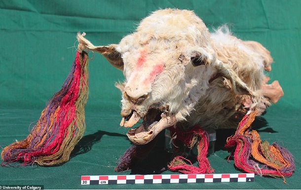 У Перу знайшли останки похованих заживо лам