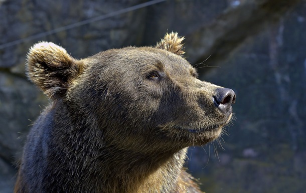 В Японії зростає кількість нападів ведмедів на людей