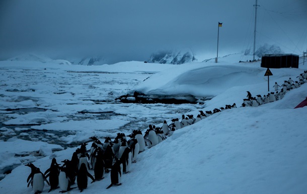 В Антарктиді пінгвіни опинилися в льодовій пастці