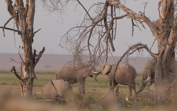 У нацпарку Кенії народилося більш як 200 слонів