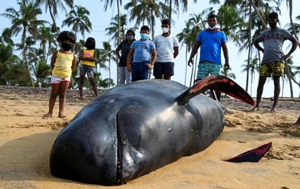 На Шрі-Ланці врятували понад сотню дельфінів-гринд