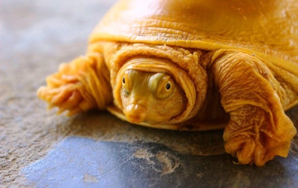 В Индии обнаружили редкую черепаху-альбиноса: фото