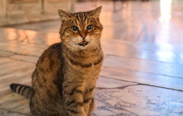 У Туреччині померла знаменита кішка Глі