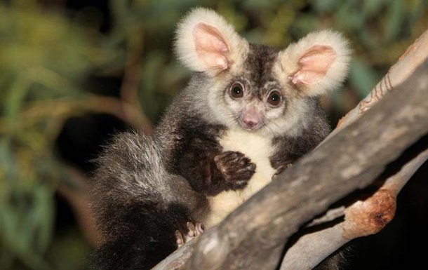 В Австралії знайшли два нових види ссавців