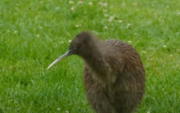 У Новій Зеландії підтасували вибори птаха року