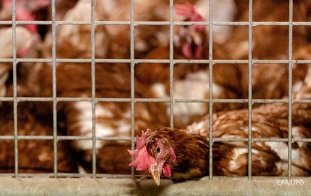 У Данії через спалах пташиного грипу хочуть знищити 25 тисяч курчат