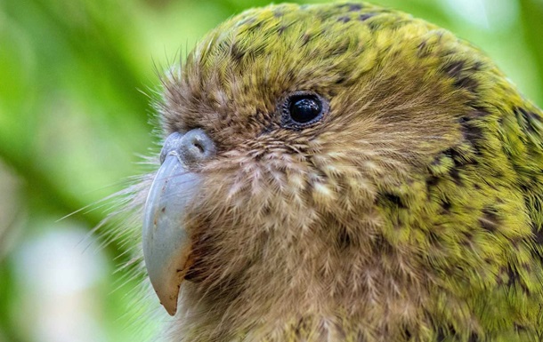 У Новій Зеландії вибрали птаха року