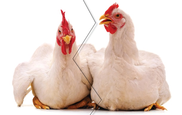 Курица домашняя или магазинная — какая лучше?