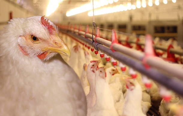 Как выращивается промышленная курица: 5 страшилок, которым не стоит верить