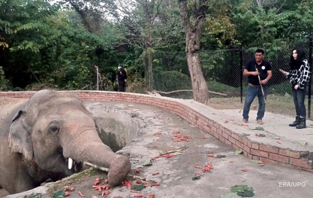 Шер звільнила  найсамотнішого слона в світі 