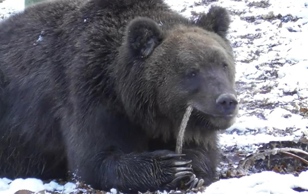 У Галицькому лісі ведмеді залягають у зимову сплячку