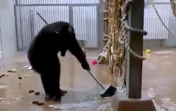 В Таллине шимпанзе сам помыл окна и пол вольера