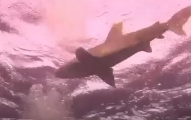В Єгипті напад акули на туристку потрапив на відео