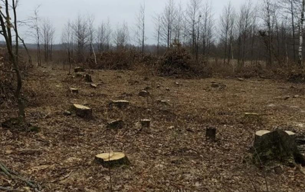 На Житомирщині заявили про багатомільйонні збитки через  чорних лісорубів 