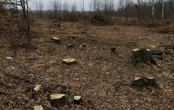 У Житомирській області масово вирубують ліси - Держекоінспекція