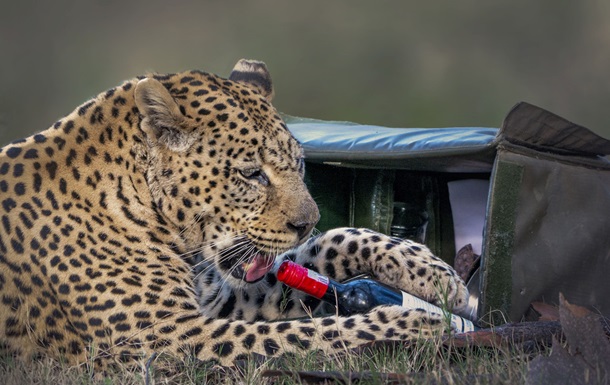 Леопард вкрав у пари, яка відпочивала,  пляшку вина і келих