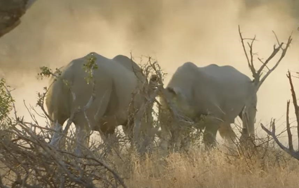В ЮАР туристы сняли на видео драку носорогов 