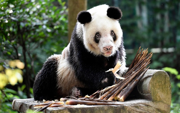 У КНР померла найстаріша у світі панда