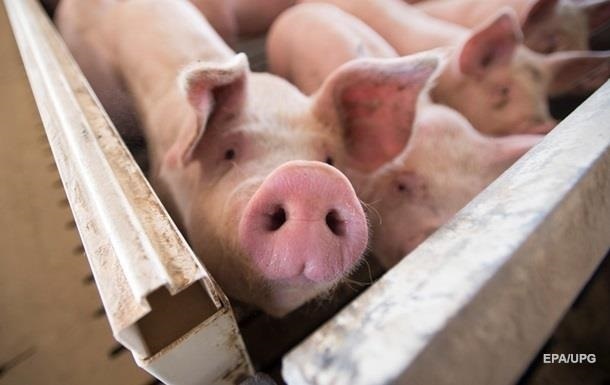 У трьох регіонах України виявили випадки африканської чуми свиней