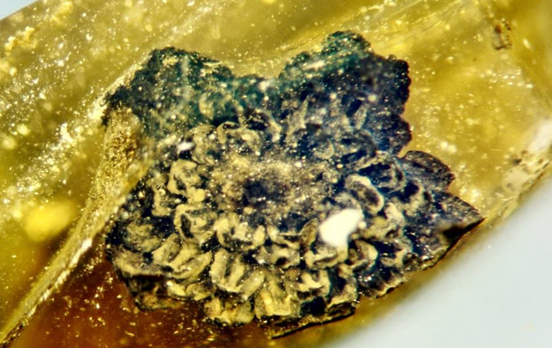 A piece of amber found a flower previously unknown to science