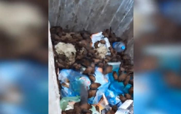 У Запоріжжі врятували викинуту у сміття колонію кажанів