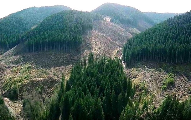 В Україні погіршується стан лісів