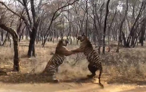 Cутичка двох тигрів в Індії потрапила на відео