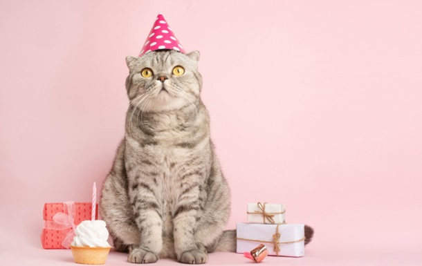 День народження кішки закінчився масовою госпіталізацією