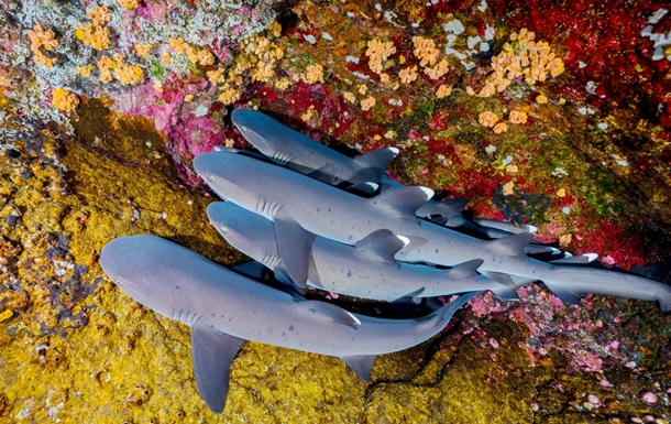 Ученые заявляют о резком сокращении популяции акул и скатов