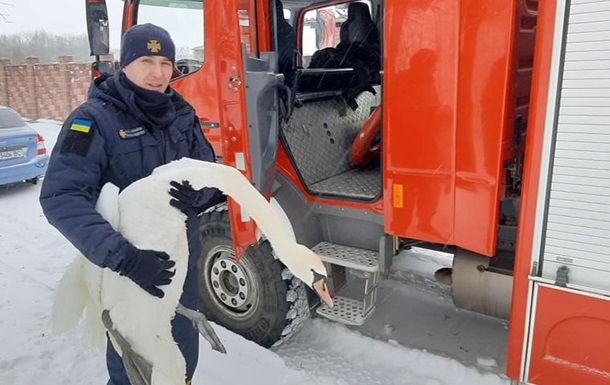На Львівщині зі снігової пастки врятували 15 лебедів